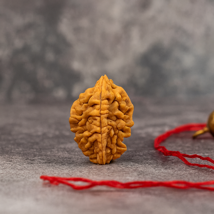 Natural 2 Mukhi Rudraksh | 100% Authentic