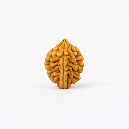 Natural 2 Mukhi Rudraksh | 100% Authentic