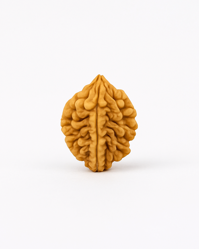 Natural 2 Mukhi Rudraksh | 100% Authentic