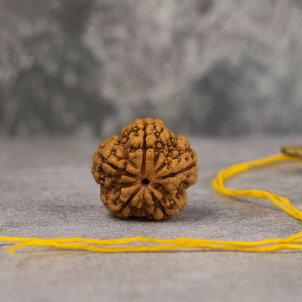Nepali 5 Mukhi Rudraksh | 100% Authentic - 18mm to 22mm