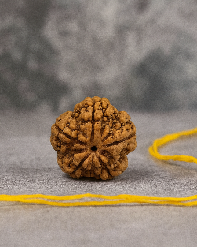 Nepali 5 Mukhi Rudraksh | 100% Authentic - 18mm to 22mm