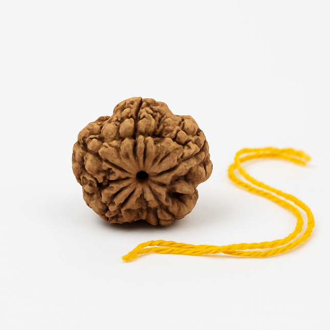 Nepali 5 Mukhi Rudraksh | 100% Authentic - 18mm to 22mm