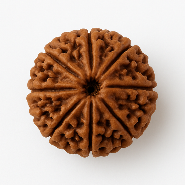Nepali 8 Mukhi Rudraksh | 100% Authentic - 18mm to 22mm