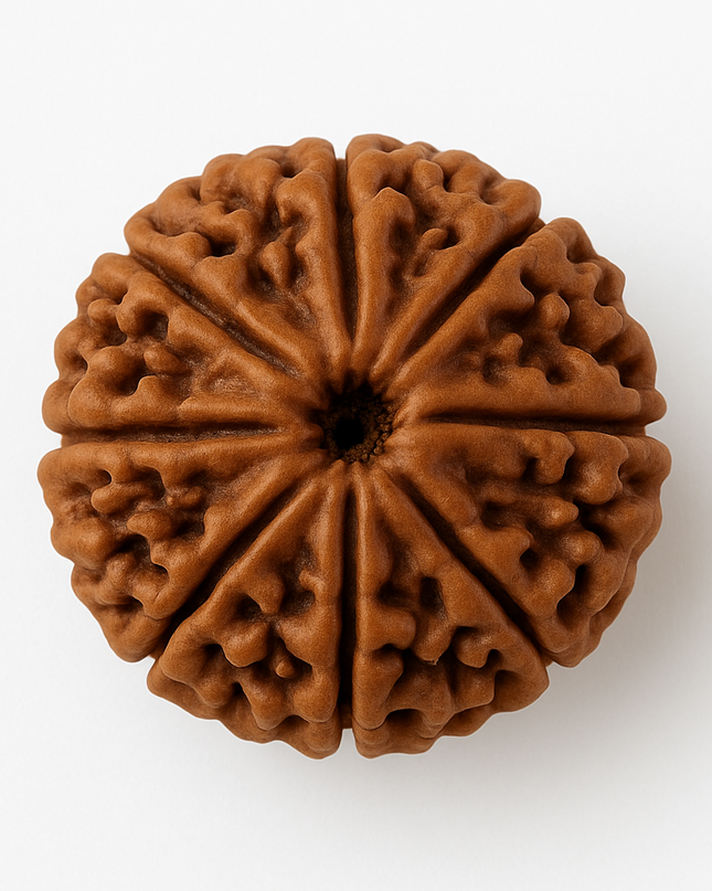 Nepali 8 Mukhi Rudraksh | 100% Authentic - 18mm to 22mm
