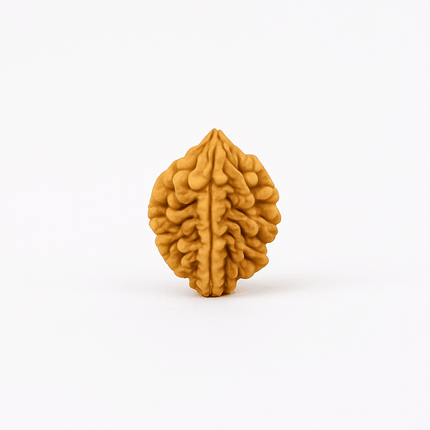 Natural 2 Mukhi Rudraksh | 100% Authentic - Shubh Mala