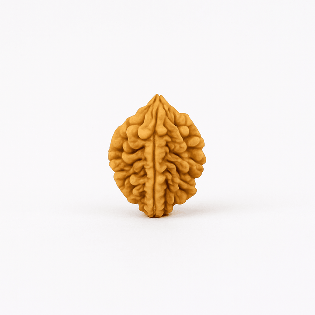 Natural 2 Mukhi Rudraksh | 100% Authentic - Shubh Mala