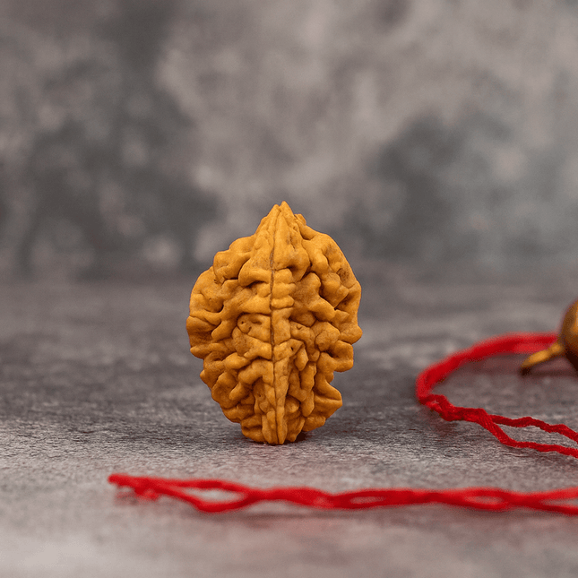 Natural 2 Mukhi Rudraksh | 100% Authentic - Shubh Mala