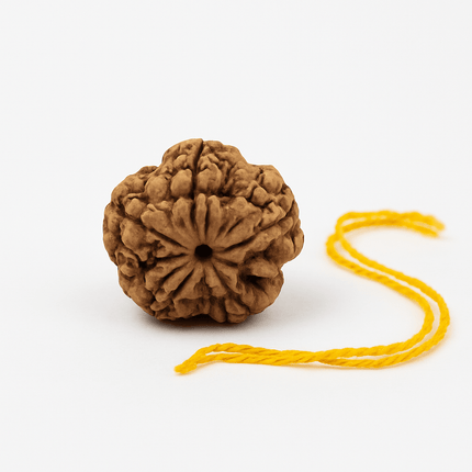 Nepali 5 Mukhi Rudraksh | 100% Authentic - 18mm to 22mm - Shubh Mala