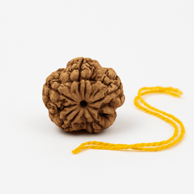 Nepali 5 Mukhi Rudraksh | 100% Authentic - 18mm to 22mm - Shubh Mala