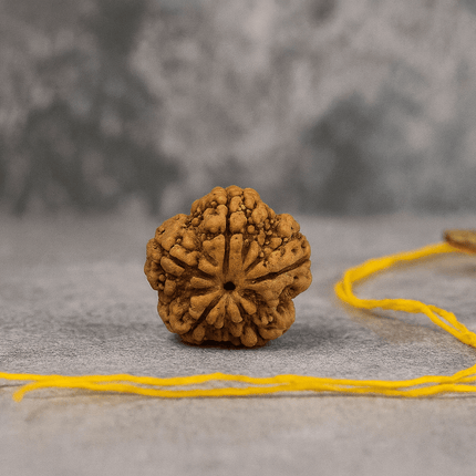 Nepali 5 Mukhi Rudraksh | 100% Authentic - 18mm to 22mm - Shubh Mala